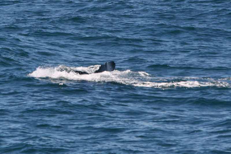 Nieuw-Zeeland 2011 - 1251